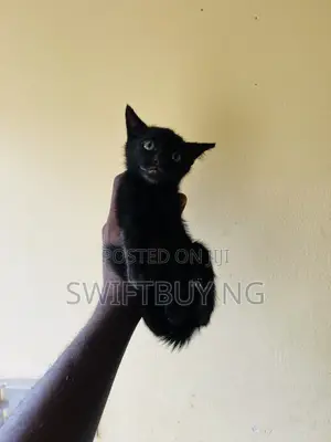 1-3 months Male Purebred Bombay