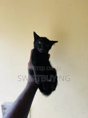 1-3 months Male Purebred Bombay