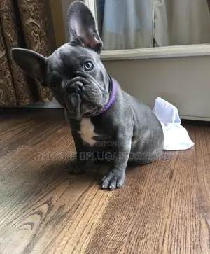 1-3 months Male Purebred French Bulldog