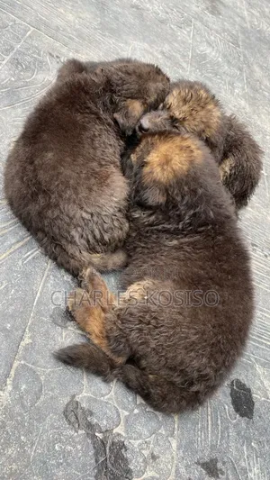 1-3 months Male Purebred German Shepherd