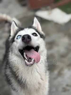 1+ year Female Purebred Siberian Husky