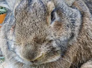The Rabbit Specie Almost Bigger Than Goats