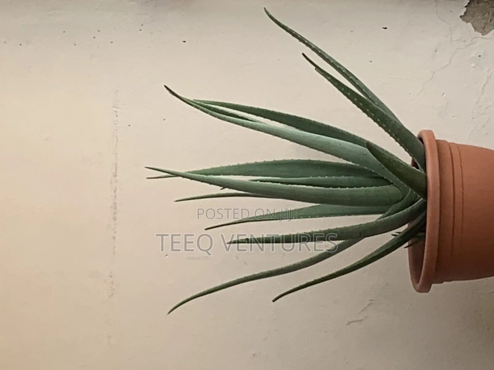 Aloe Vera Plant