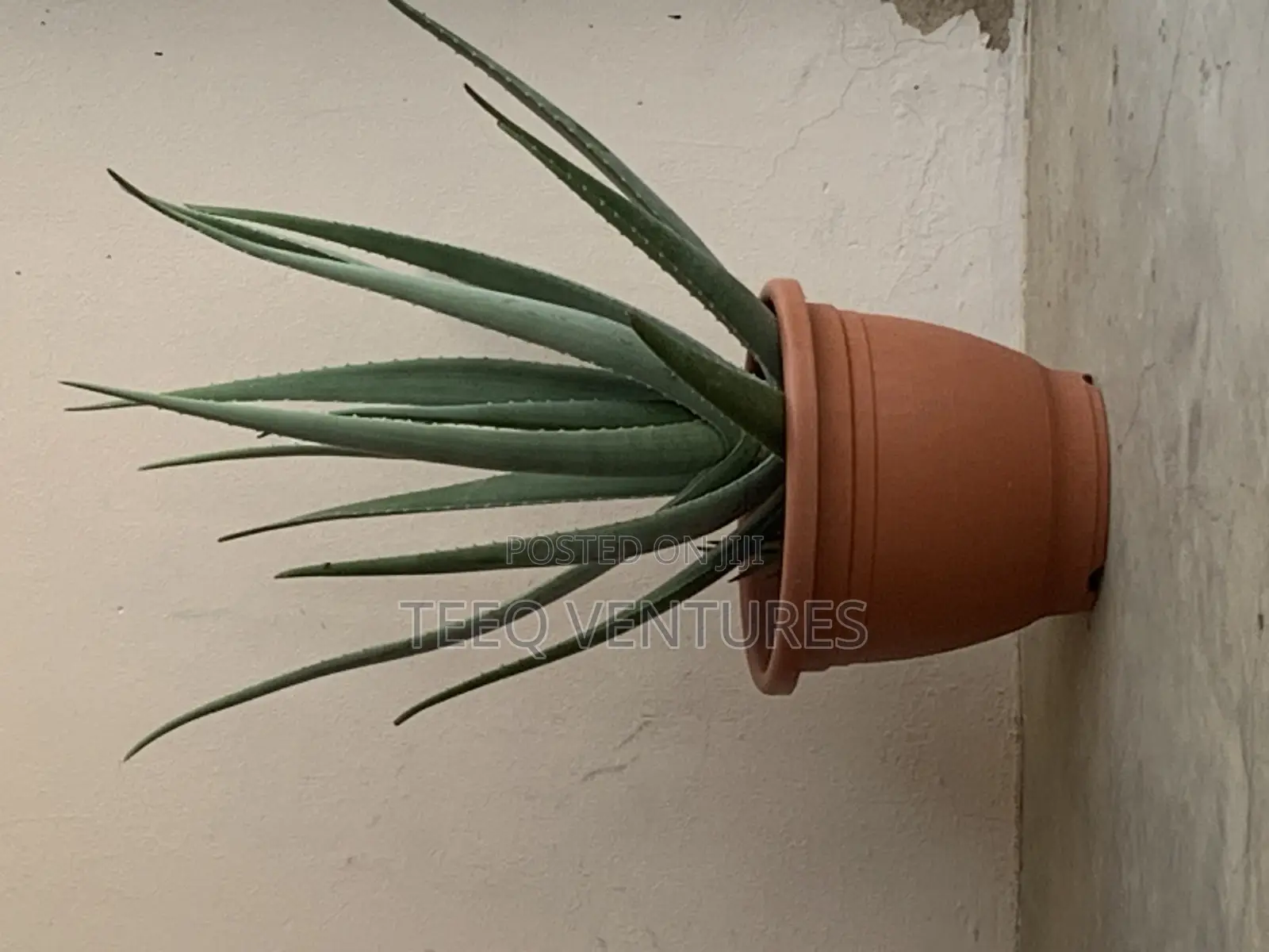 Aloe Vera Plant