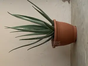 Aloe Vera Plant