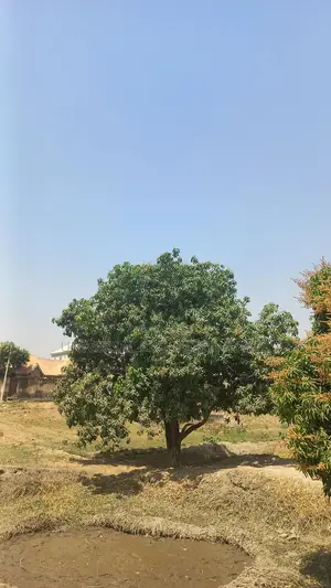240sqm Land For 3 Bedrooms Bungalow