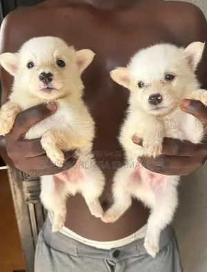 1-3 months Female Purebred American Eskimo