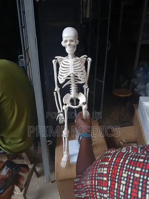 Medium Skeleton