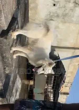 6-12 months Female Purebred American Eskimo