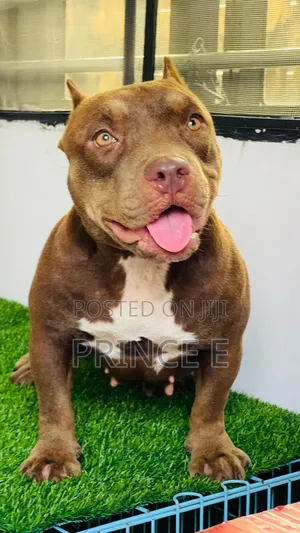 6-12 months Female Purebred American Bully
