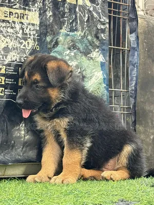 1-3 months Male Purebred German Shepherd