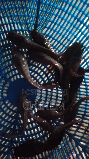 Sharp Juveniles for Sale