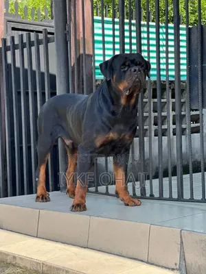 1+ year Male Purebred Rottweiler