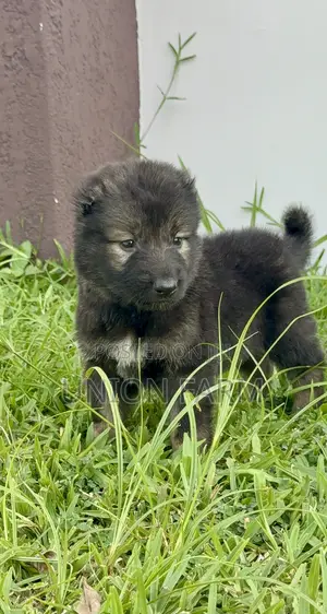 1-3 months Female Purebred Caucasian Shepherd