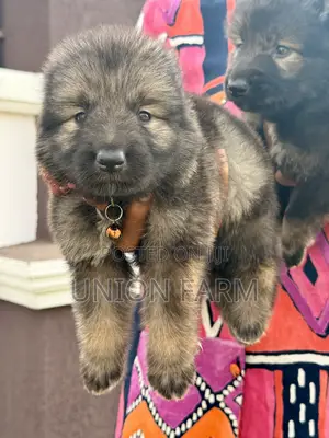 1-3 months Female Purebred Caucasian Shepherd