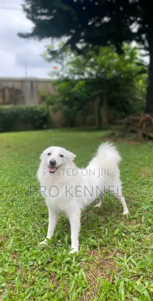 Available for Stud