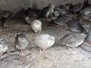 Quail /Quails Fertile Eggs