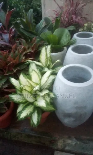 Indoor Plants