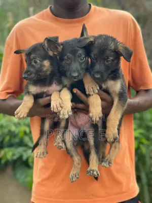 1-3 months Female Purebred German Shepherd