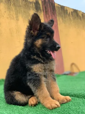 1-3 months Female Purebred German Shepherd