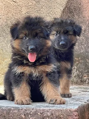 1-3 months Male Purebred German Shepherd