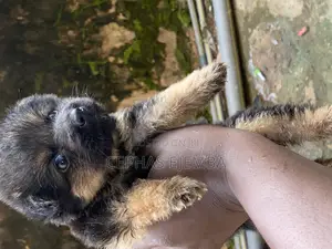 0-1 month Male Purebred German Shepherd