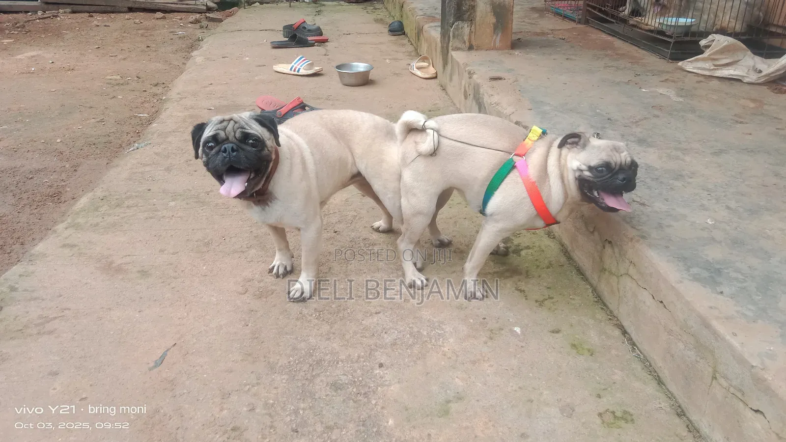 Pug Stud Services