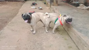 Pug Stud Services