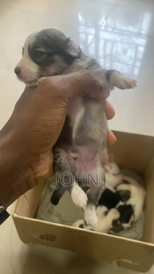 0-1 month Female Purebred Lhasa Apso