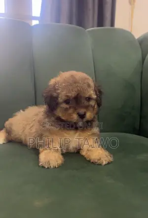 1-3 months Female Purebred Lhasa Apso