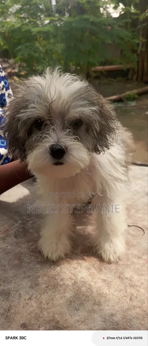 1-3 months Male Purebred Lhasa Apso