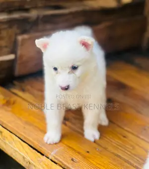 1-3 months Female Purebred American Eskimo