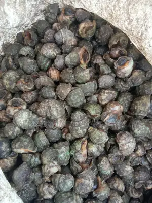 Fresh Periwinkles