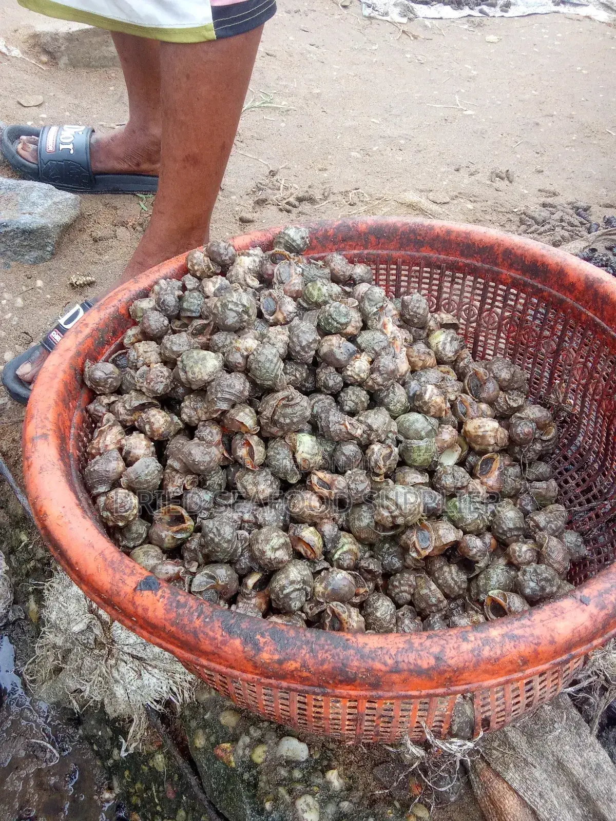 Fresh Periwinkles