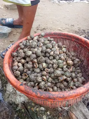 Fresh Periwinkles
