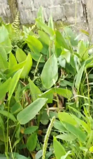 Full Plot of Land for Sale in Park View Estate