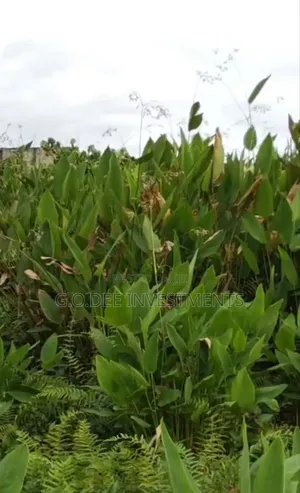 Half Plot of Land With C of O for Sale at Giveaway in Parkview Estate