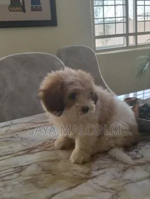 1-3 months Female Purebred Lhasa Apso
