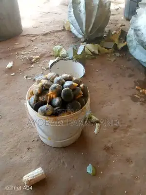 Ugwu Seeds Available for Sale