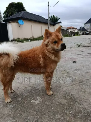 6-12 months Male Purebred Chow Chow