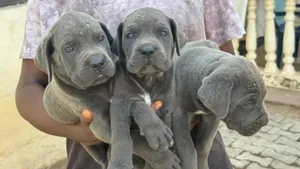 1-3 months Male Purebred Cane Corso