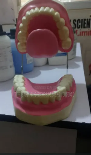 Human Teeth for Lab