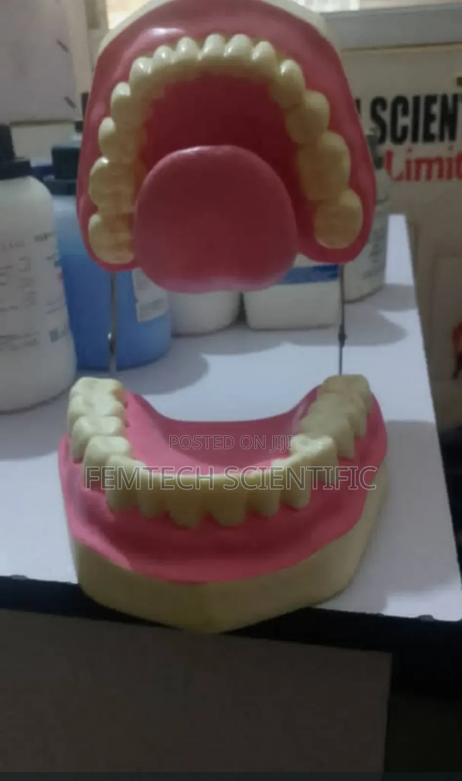 Human Teeth for Lab