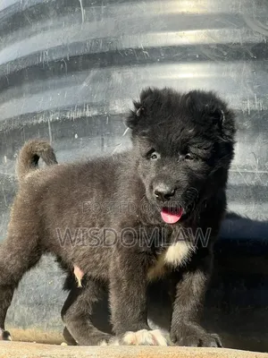 1-3 months Male Purebred Caucasian Shepherd