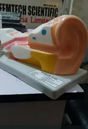 Human Ear for Laboratory