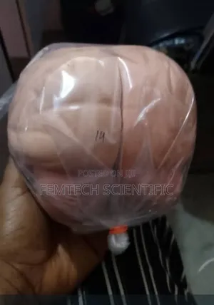 Human Brain