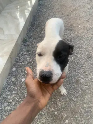1+ year Female Purebred American Pit Bull Terrier