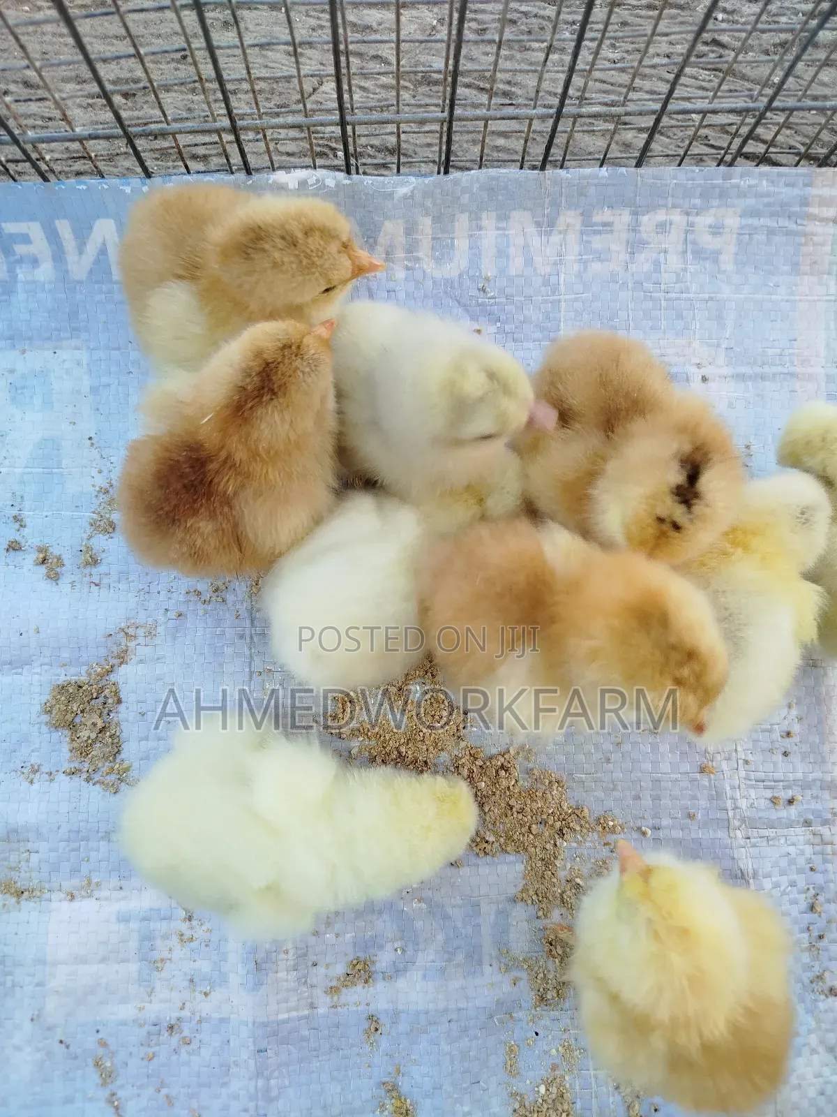 Brahma Chicks
