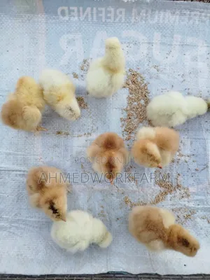 Brahma Chicks