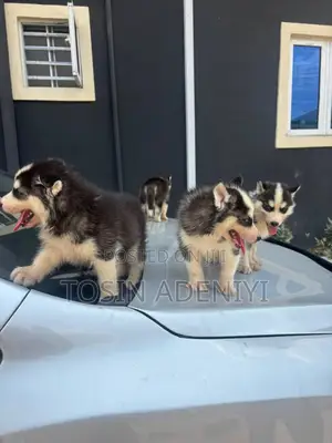 1-3 months Male Purebred Siberian Husky